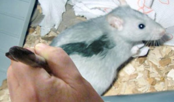 <p>Why is psych research failing to replicate?</p><p>________________ - <strong>deception for personal gain– fail to replicate (stapel, painting the mice)</strong></p>