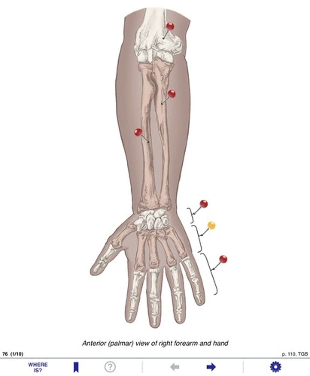 <p>Name the bone at the yellow pin</p>