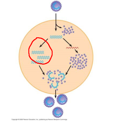 <p>Process circled in red</p>