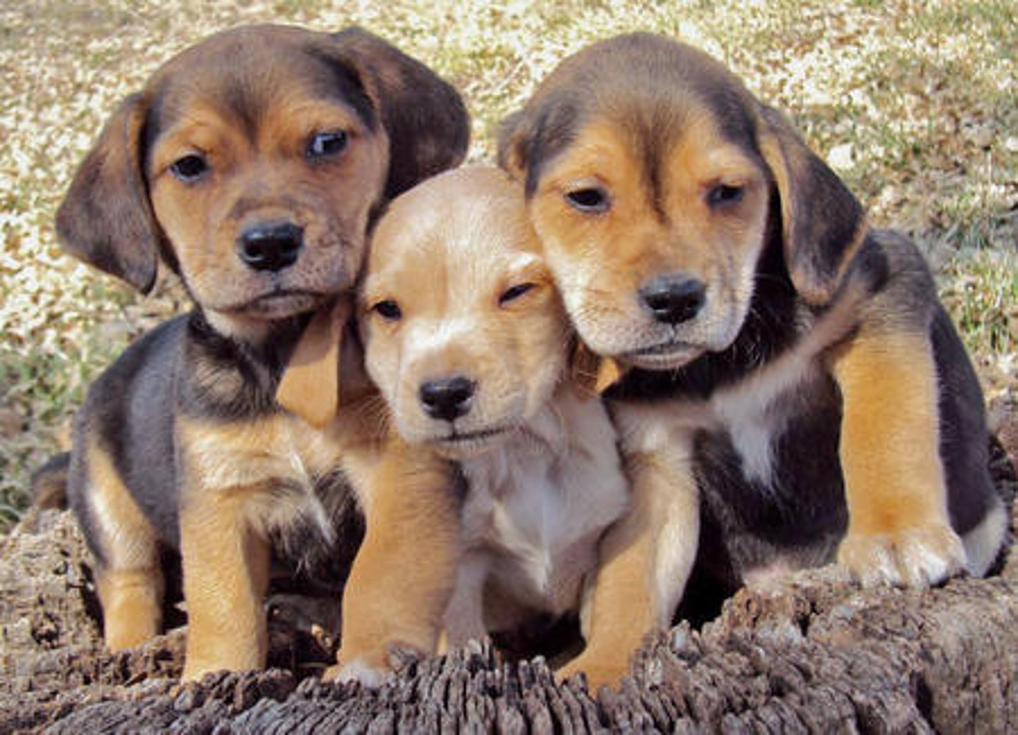 <p>Consisting of many cells</p>