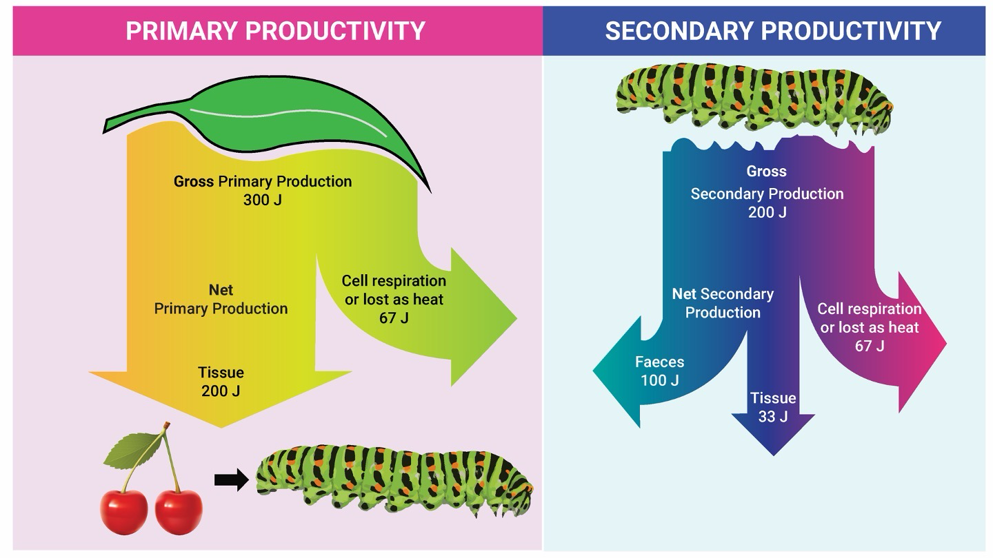<p>The accumulation of carbon compounds in the form of biomass.</p>