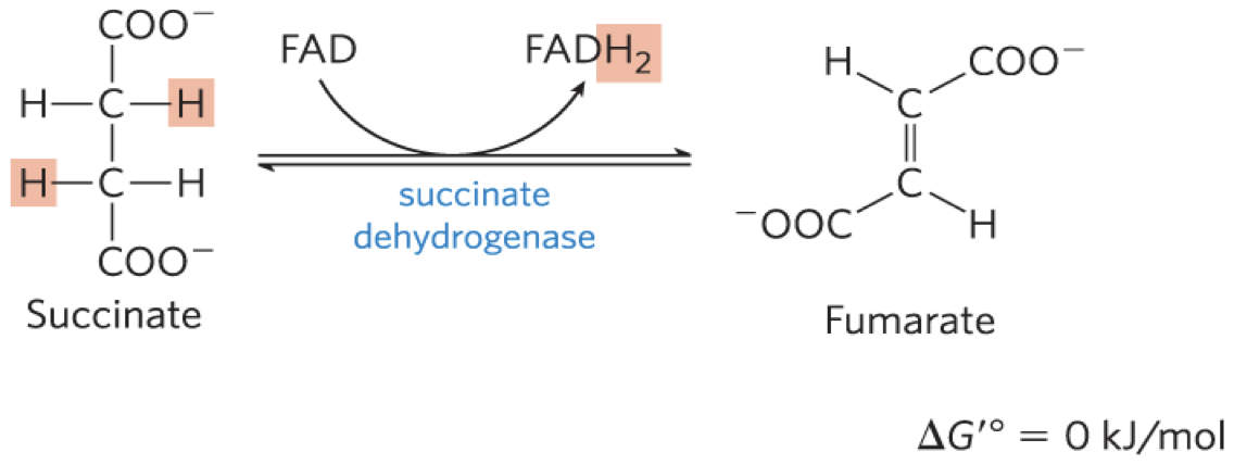 <p><strong>succinate dehydrogenase</strong> flavoprotein that catalyzes the</p><p>reversible oxidation of succinate to <strong>fumarate</strong></p><p>– integral protein of the mitochondrial inner membrane in</p><p>eukaryotes</p><p>– contains three iron-sulfur clusters and covalently bound</p><p>FAD</p>