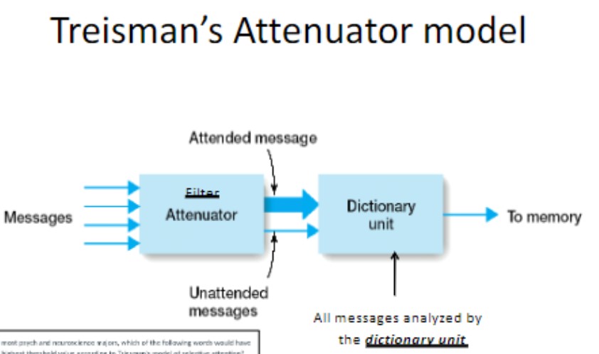 <p>messages → attenuator → dictionary unit → memory</p><p>early selection model</p><p>all messages analyzed by dictionary unit</p><p>some words have lower thresholds: common, emotionally salient, personal relevance</p>