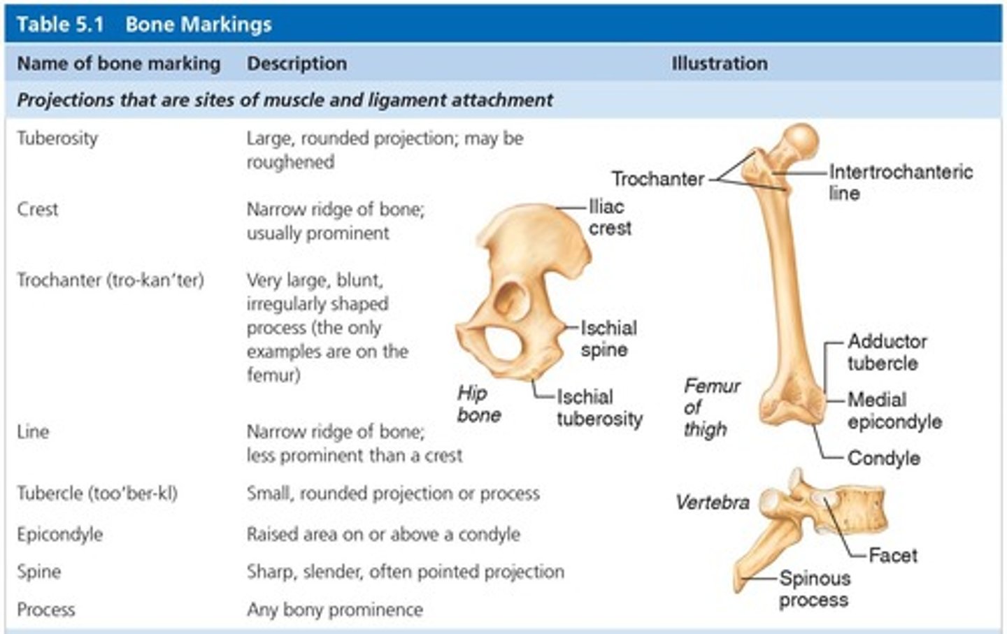 <p>Sites of attachments for muscles, tendons, and ligaments, and passages for nerves and blood vessels.</p>
