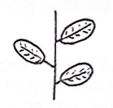 <p>Arrangement of leaf?</p>