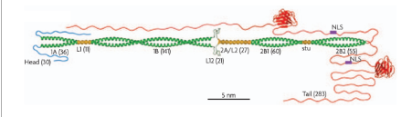 <p><span>Where is the intermediate filament below located in the cell &amp; how did you determine this?</span></p>