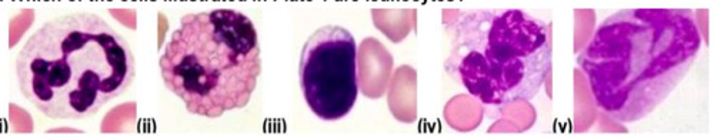 <p>Which cell is most clearly distinguishable as being from a horse ?</p>
