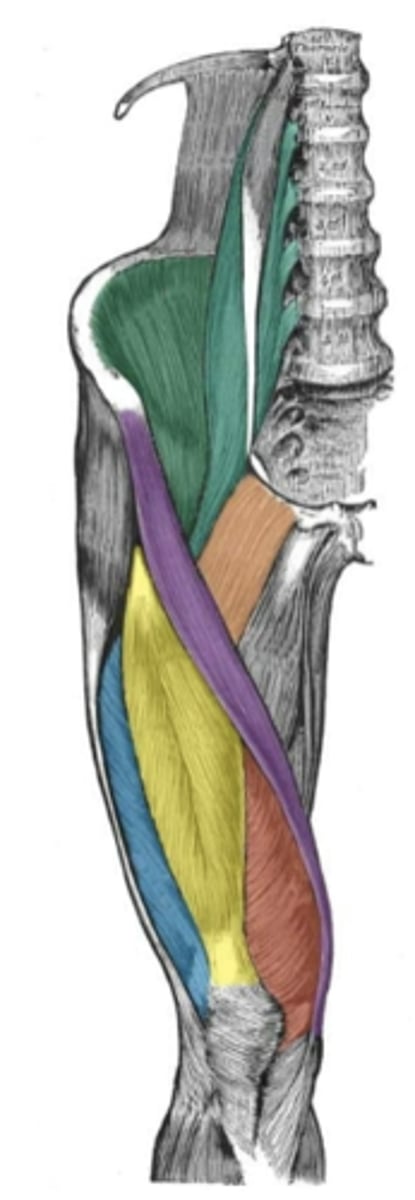 <p>ID muscle (Red)</p>