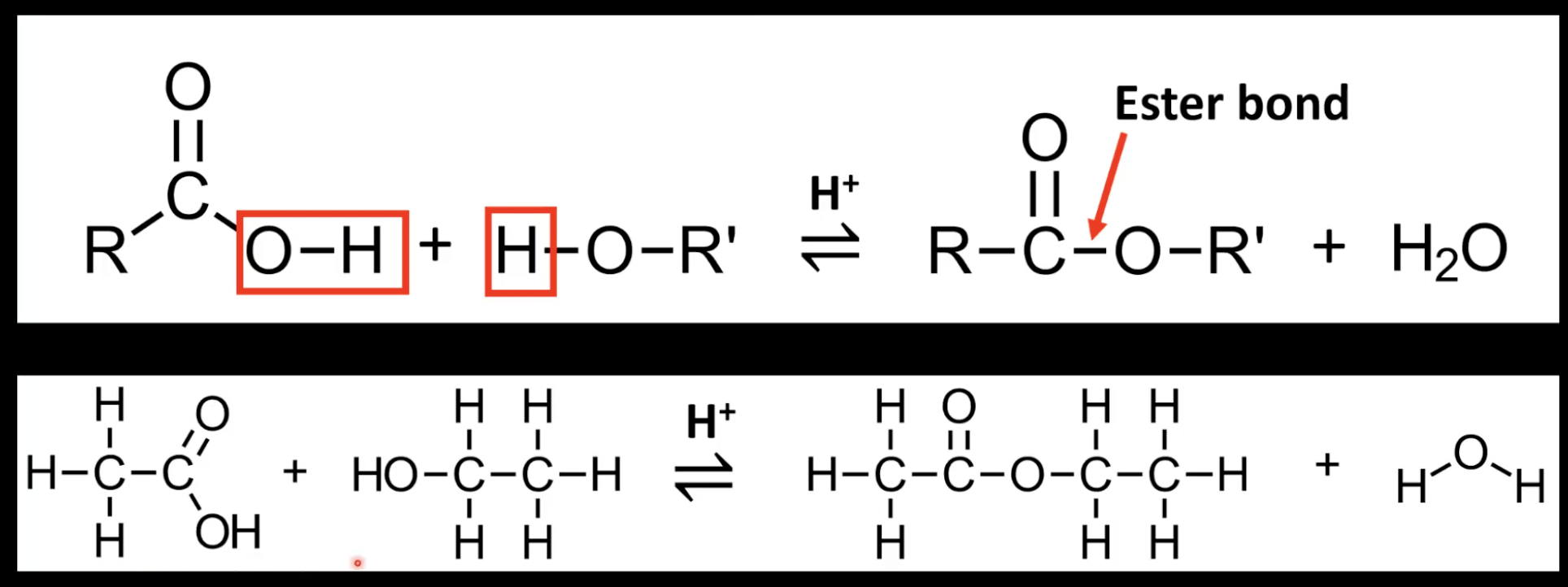 <p>Nucleophilic substitution/condensation. </p><p>Water is formed. </p><p>Reversible reaction.</p>