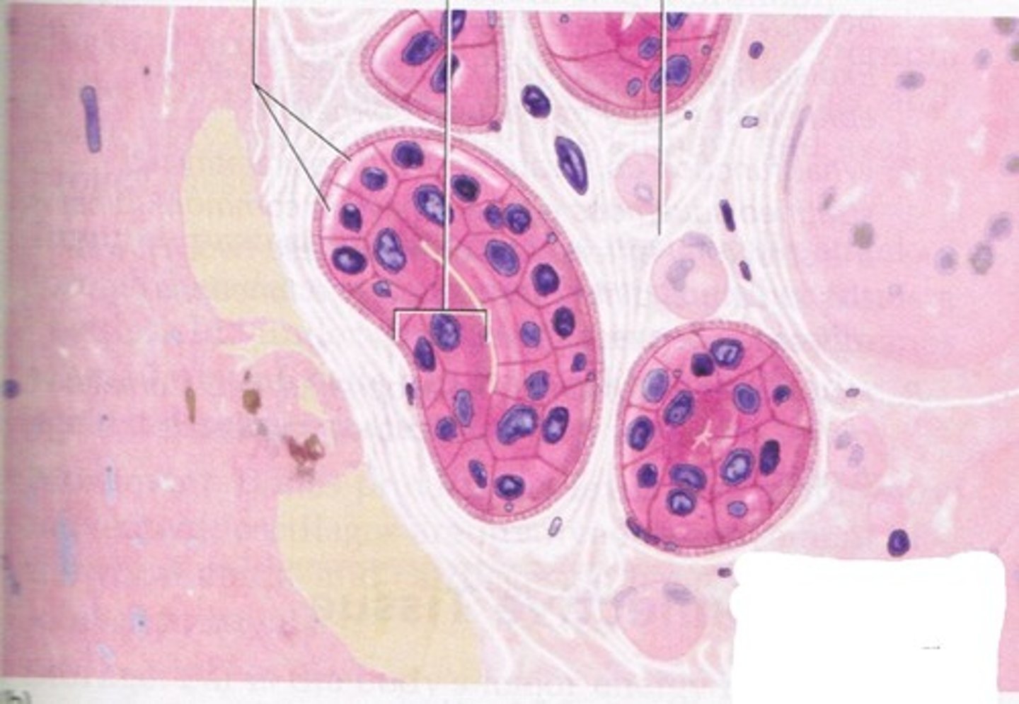 <p>Forms walls of ducts in most exocrine glands</p>