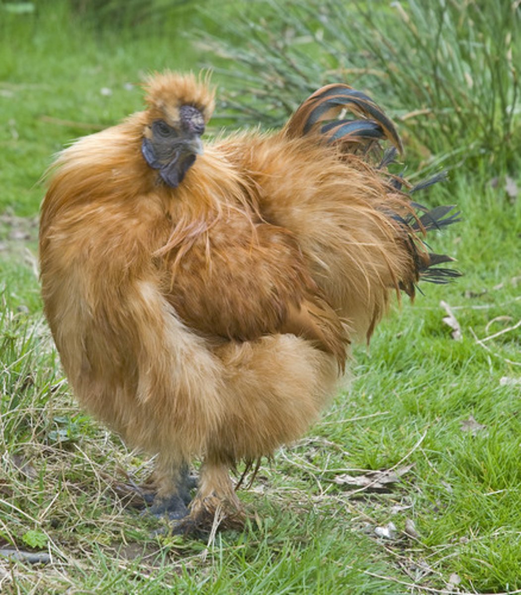 <p>hen</p>