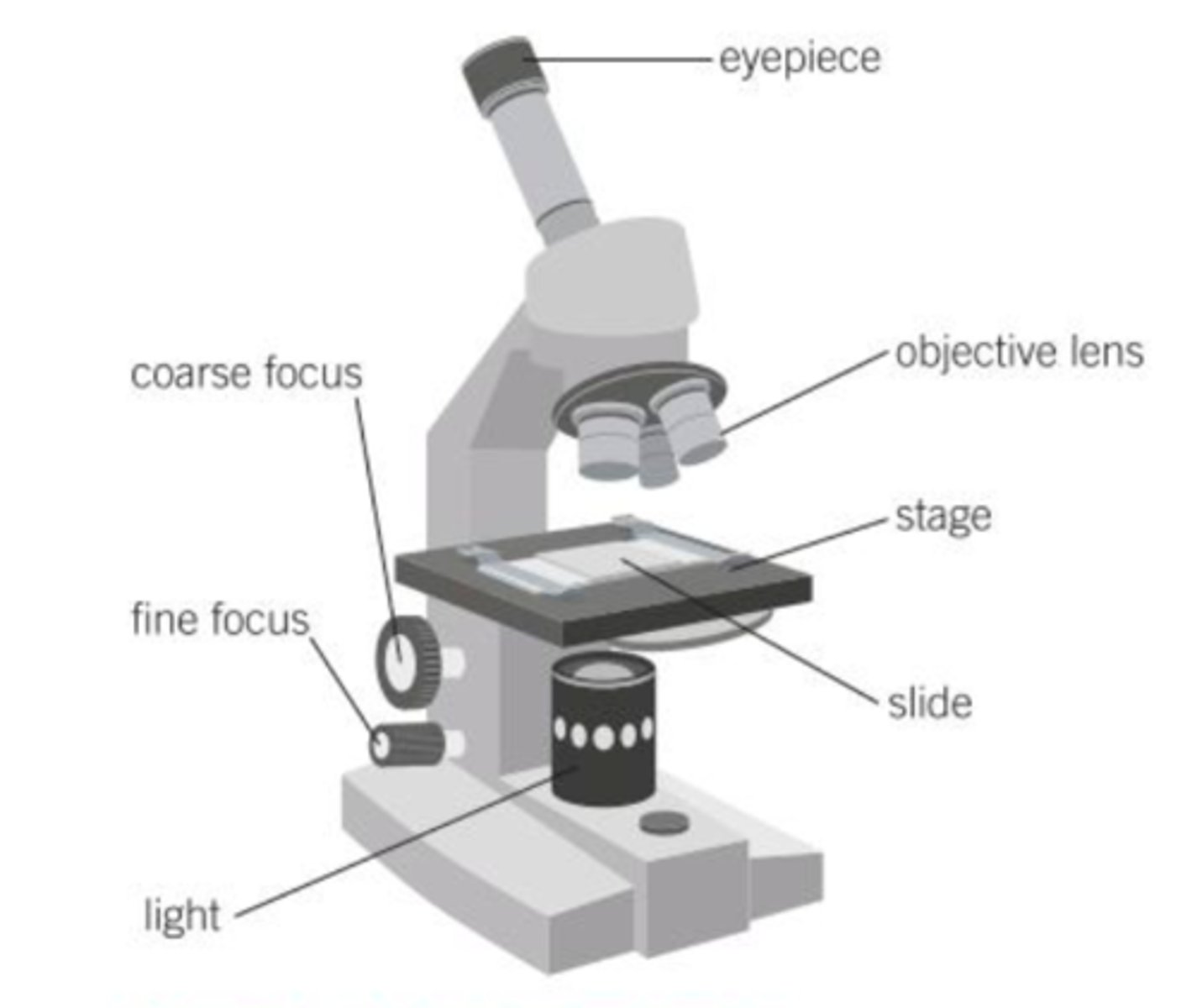 <p>- Eyepiece lens</p><p>- Objective lens</p><p>- Coarse adjustment knob</p><p>- Fine adjustment knob</p><p>- Stage</p><p>- Slide</p><p>- Light</p>