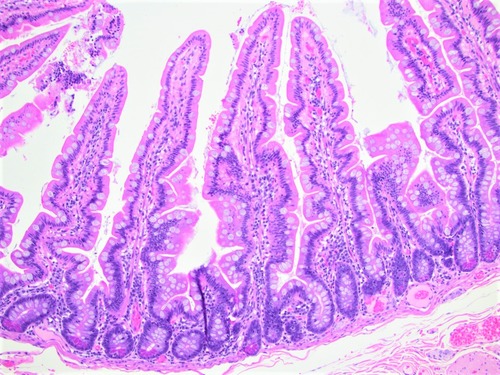 knowt flashcard image