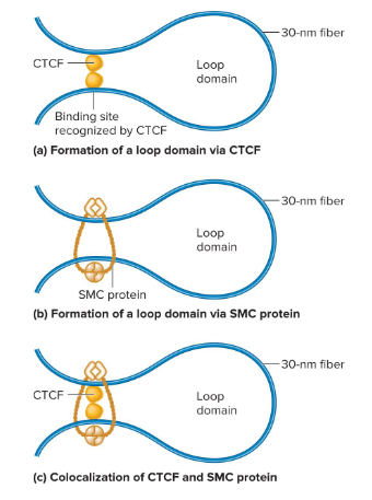 <p>A protein that binds to 3 regularly spaced repeats of the sequence CCCTC. Two of these that are different bind to the DNA and then bind to each other to form a loop.</p>