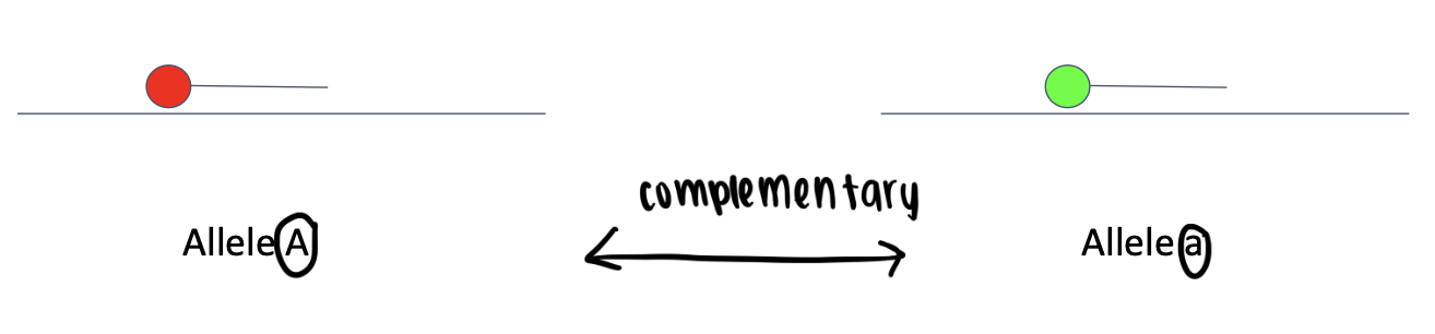 <ul><li><p>amplify locus of interest using primers and primer probes directed against specific polymorphisms (alleles) in your sample population</p></li><li><p>probes can be differentially labeled with fluorescence</p><ul><li><p>fluorescence from probe would report how much of each allele is present</p></li></ul></li></ul><p></p>