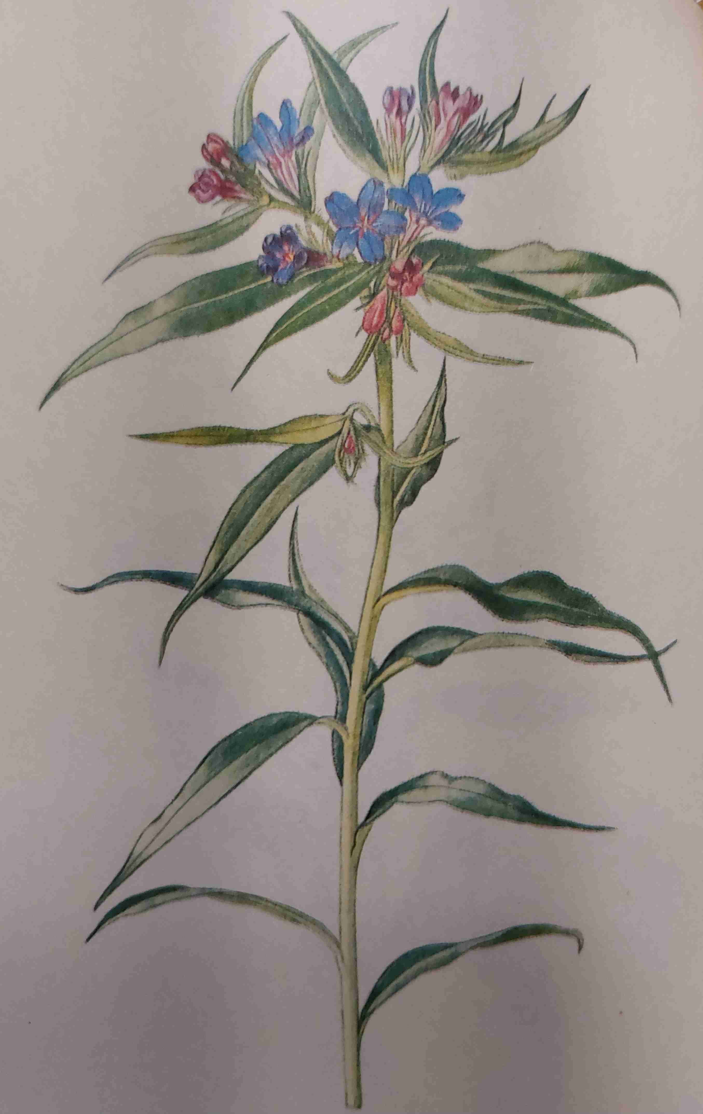 <p>sucho až středně vlhko, mezotrofní, polostín</p>