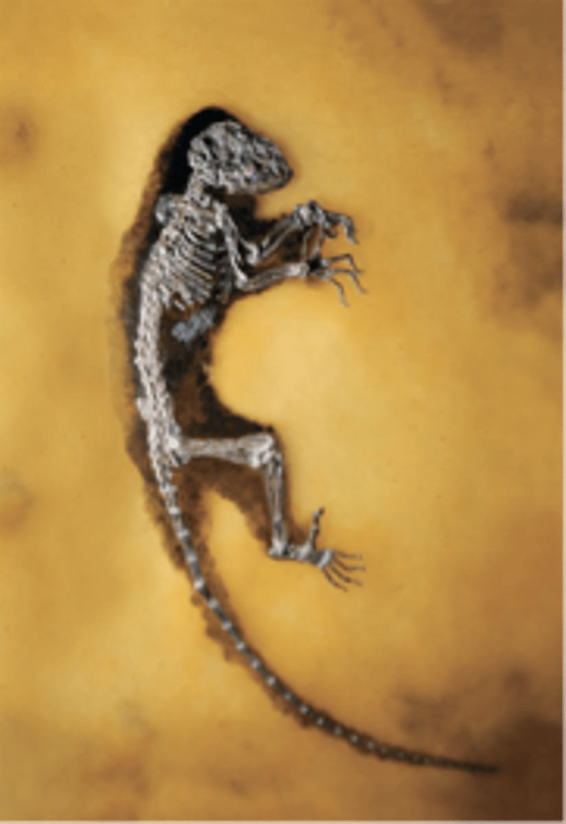 <p>- Small to Medium-Sized</p><p>- 3.5 oz to 15 lbs</p><p>- Slow-Moving Arboreal Quadrupeds</p><p>- Diurnal</p><p>- Diet of Fruit and Leaves</p>