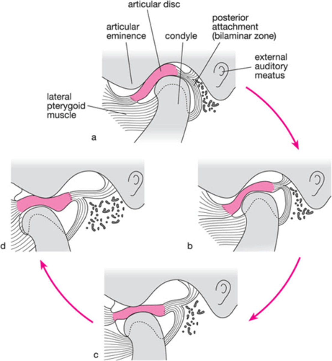 <p>moves WITH the condyle most of the time</p>