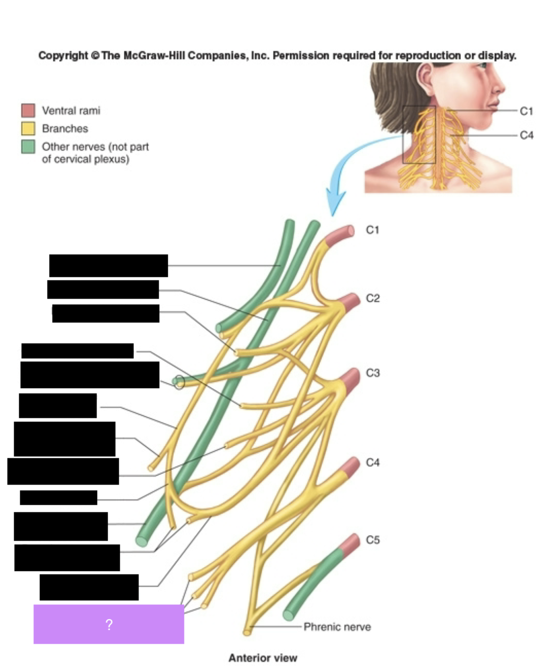 <p>3, 4. Neck and shoulders</p>