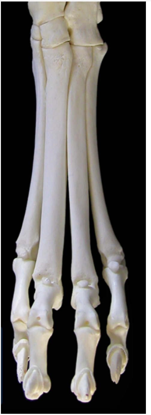 <ol><li><p>proximal phalanx (digit 1 only has proximal &amp; distal)</p></li><li><p>middle phalanx</p></li><li><p>distal phalanx</p></li><li><p>ungual crest: overhangs 5</p></li><li><p>ungual process</p></li><li><p>base of phalanges</p></li><li><p>body of phalanges</p></li><li><p>head of phalanges</p></li></ol><p></p>