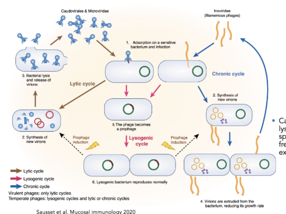 <ul><li><p><span>Lytic = predator-prey relationship with bacterial host, infect and kill it</span></p><ul><li><p><span>Phage attaches to bacterial cell, delivers genome, takes it over to make viral copies/proteins, virions made, <strong>lyse out of cell</strong></span></p></li></ul></li><li><p>Lysogenic = <span>Lysogenic phages can either enter a lytic cycle, or enter a lysogenic state</span></p><ul><li><p><span>After entry of genome, genome integrated into bacterial chromosome, maintained acquiescence state, bacterium which has this prophage Integrated vgenome), goes on to divide, progeny get this DNA</span></p></li><li><p><span>Goes on forever or <strong>until the virus is queued to enter the lytic cycle</strong></span></p></li><li><p><span><strong>queue is usually a stressor</strong></span></p></li></ul></li></ul><p></p><p>Note: things like filamentous phages do “non lytic release” (make their viral genome and replicate then leave with no lysis)</p><p></p>