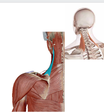 <p>Welke spier is dit</p>