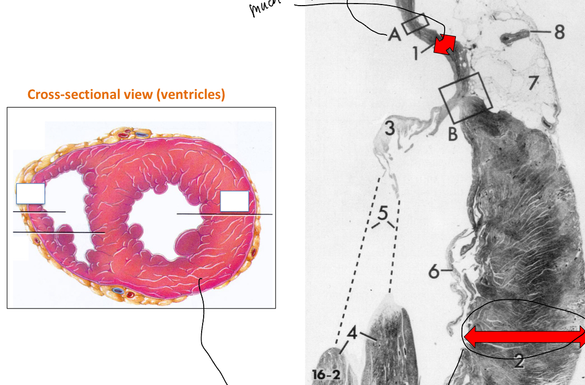 <ul><li><p>Top red arrow: atrium wall</p></li><li><p>Bottom red arrow: Ventricle wall</p></li></ul><p>The ventricle has a thicker wall than the atrium because it has a thicker myocardium since it is in charge of ejecting blood out of the heart. </p><p>HOwever, the left ventricle will be thicker than the right one because instead of pumping blood just to the lungs (right ventricle), the left ventricle must pump the blood out to the rest of the body</p><p></p>