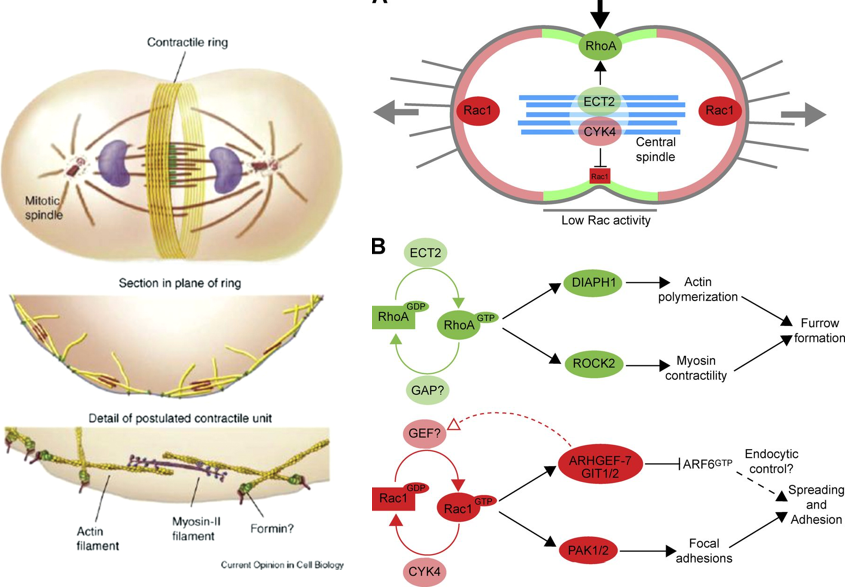 cell divides along the metaphase plate

* protein complexes form contractile ring
* **contractile ring**: specialized stress fiber that lines inside of cell made from myosin and actin
* **RhoA** stimulates ring contraction
* **Rac1** at opposite sides extend membrane to pop apart cells