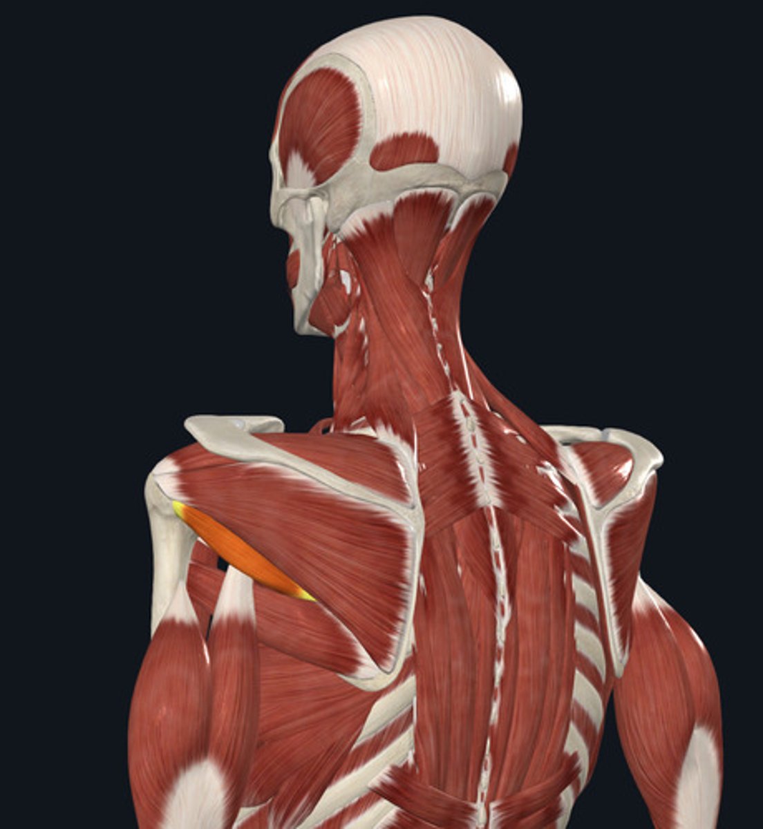<ul><li><p><u>Origin:</u>&nbsp;Scapula</p></li><li><p><u>Insertion:</u>&nbsp;Humerus</p></li><li><p><u>Action:</u>&nbsp;Shoulder lateral rotation</p></li></ul><p></p>