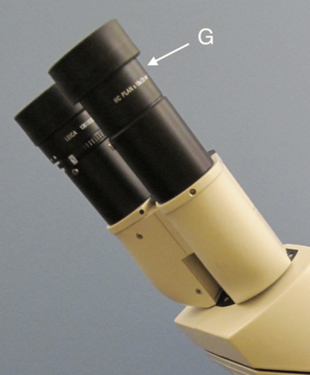 <p>G</p>