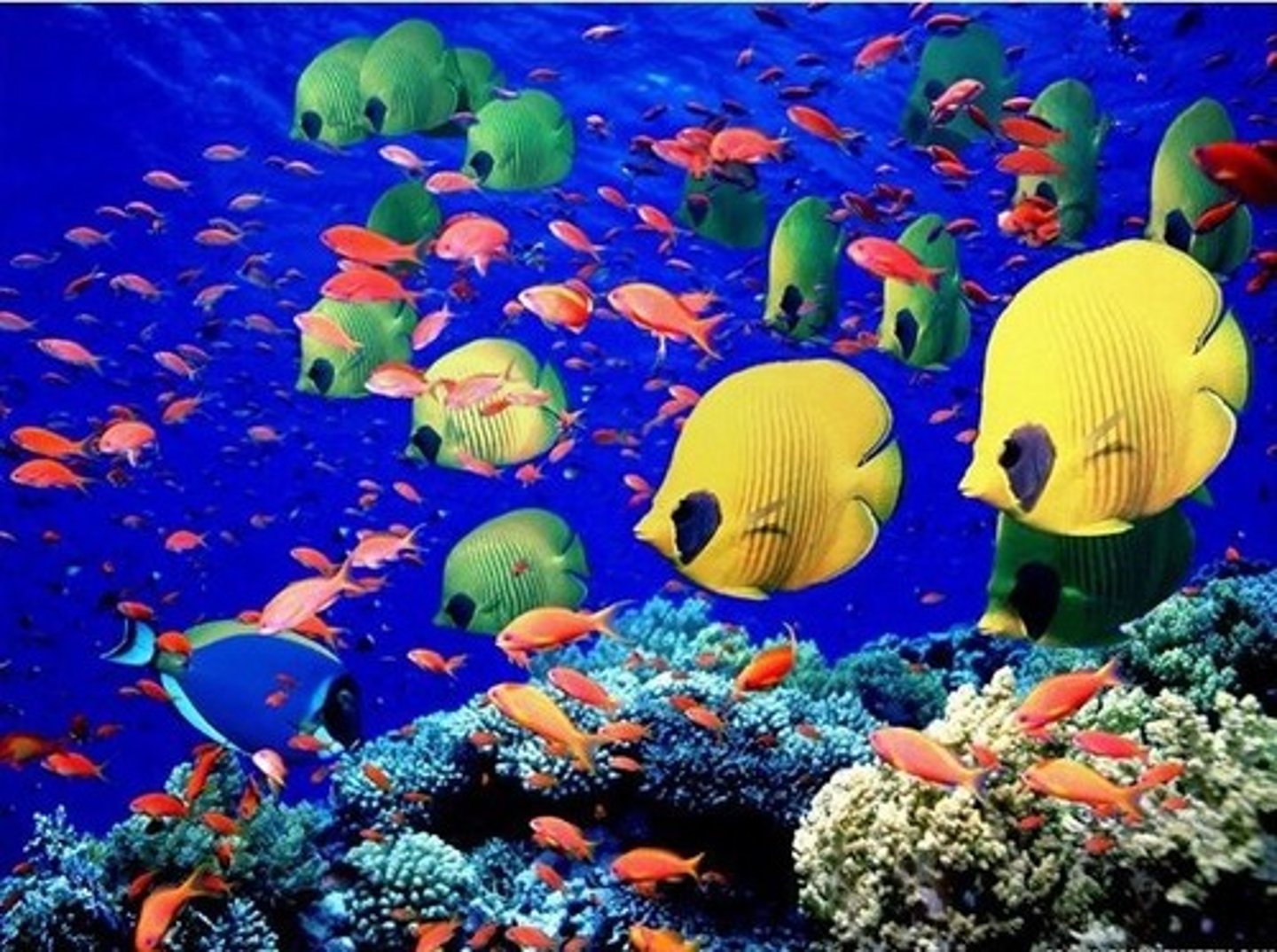 <p>marine biology</p>