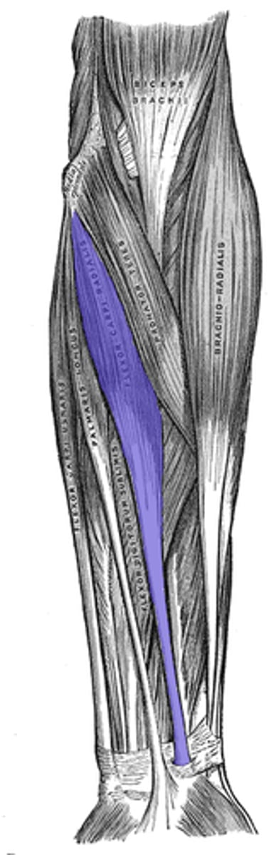 <p>Action: flexes hand</p>