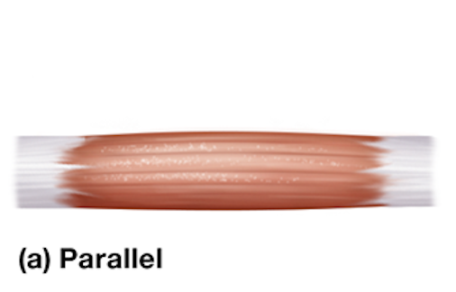 <p>evenly spaced fascicles attaching to a tendon that is about the same width as the muscle</p><p>ex: strap like muscle (sartorius muscle in the thigh)</p>