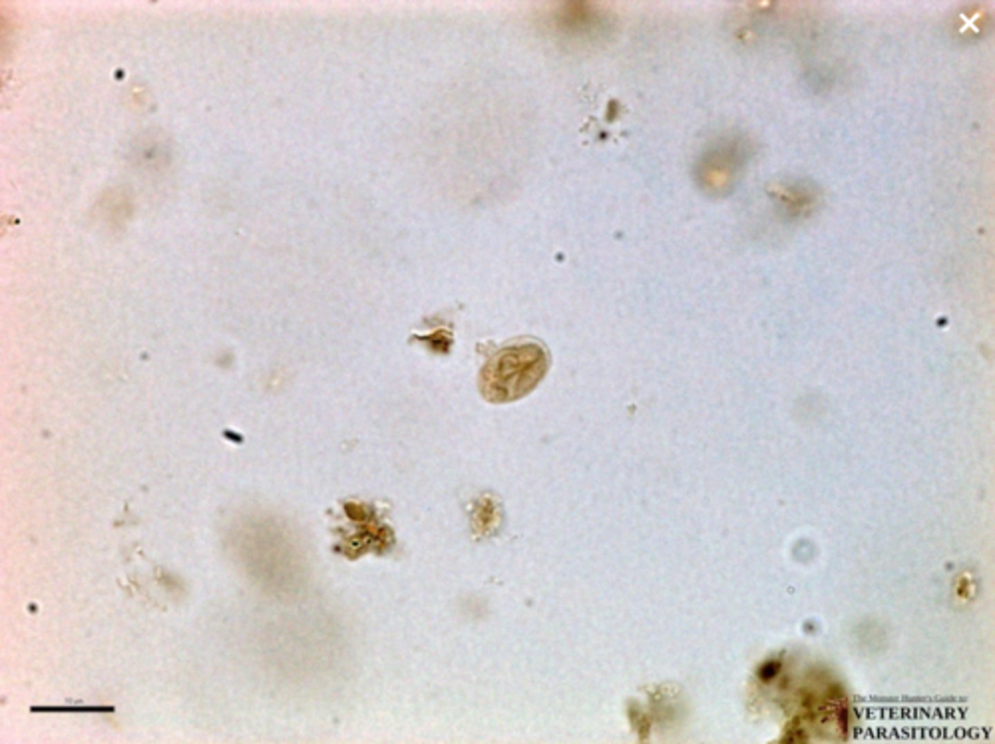 <p>What parasite is this if it is from a dog</p>