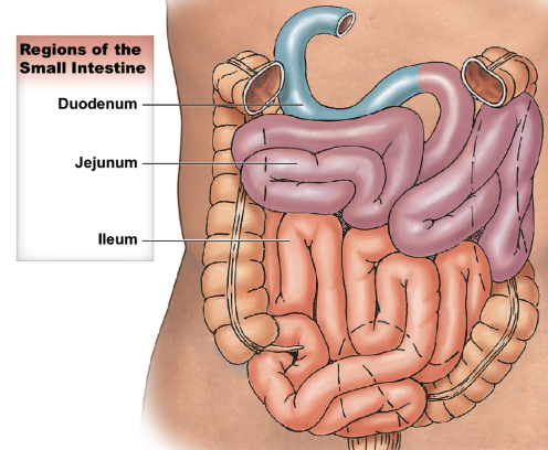 * in order of GI tract
  * duodenum: after pylorus, \~25cm long; retroperitoneal
  * jejunum: \~2.5m long; intraperitoneal
  * ileum: ending at ileocecal valve, \~3.5m long; intraperitoneal
    * has thinner wall and smaller diameter compared to jejunum