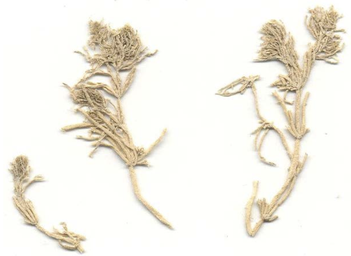 <p>Chara foetida</p>