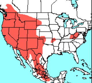 <p>Which species fits the following habitat and management concerns?</p><p><br>Habitat: Most western populations live in montane forests, thick with pine, fir, and aspen trees, and is bounded by shrub and grasslands; at higher elevations, the surrounding vegetation is subalpine; sub-species inhabit the humid coastal area of the Pacific northwest</p><p>Management issues: Listed as endangered; consume huge number of insect pests, especially moths; generally does not take up residence near human populations, but their presence in human structures can deteriorate the sanitation and structural quality of the site; the greatest problems seem to be the noise the colony produces as well as the inconvenience of accumulated fecal matter</p>