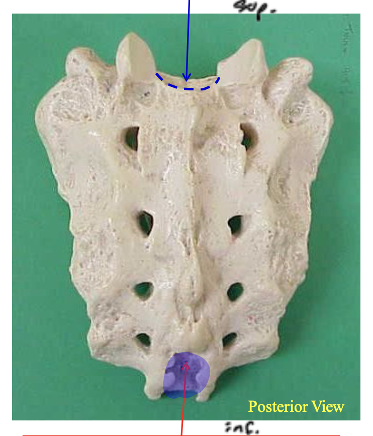 <p>Name the highlighted structure.</p>