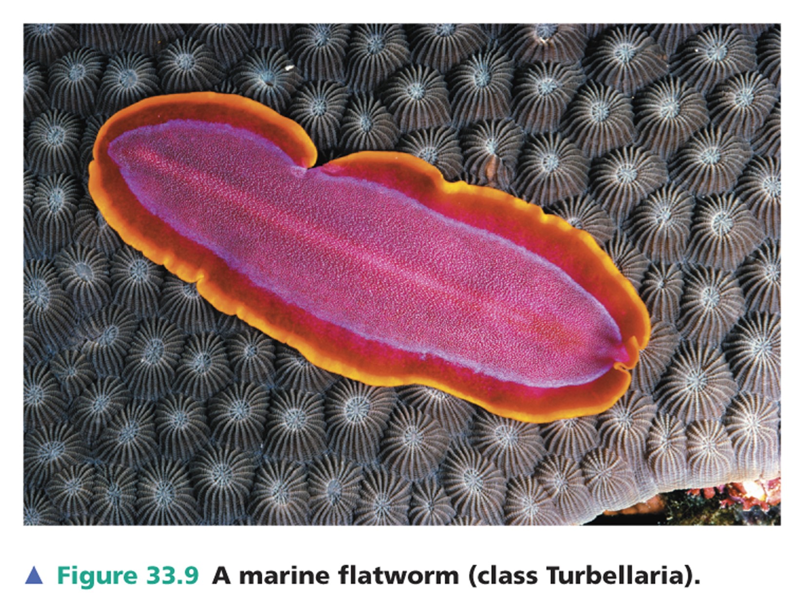 \*are nearly all free-living and mostly marine

\*The best-known turbellarians are commonly called planarians