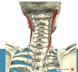<p>Pars capitis</p><ul><li><p><strong>Proximaal: </strong><span>proc. transversus T1-T5 en de proc. articularis C4-C7</span></p></li></ul><ul><li><p><strong>Distaal: </strong><span>proc. mastoideus oss. temp</span></p></li></ul><p></p>