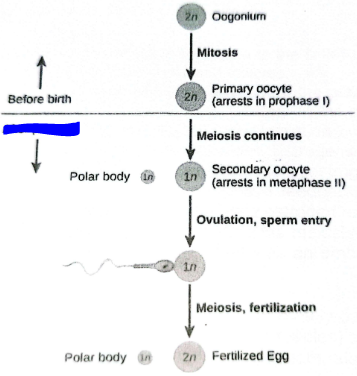 <p>Fill in the blue blanks</p>