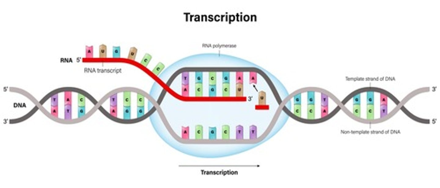 <p>RNA polymerase adds complementary RNA nucleotides to the growing RNA strand.</p>