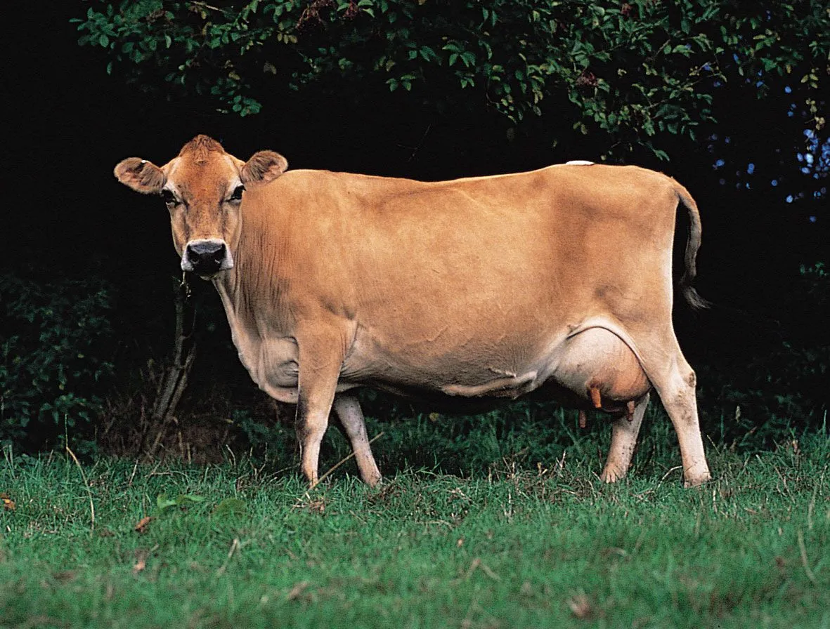 <p>What Dairy Breed is this?</p>