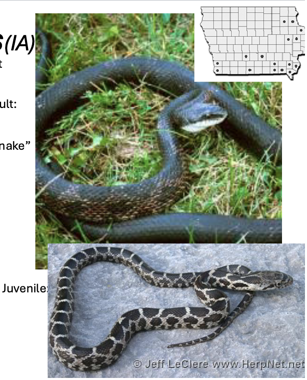 <p>western rat snake </p><ul><li><p>black/grey, <strong>neck/labial scales white, </strong>mid-belly black or brown, ventrals are bluish black</p></li><li><p>pattern barely visible on adults, <strong>prominent on juveniles </strong></p></li><li><p>scales <u>keeled,</u> anal plate <u>divided</u></p></li></ul><p></p>