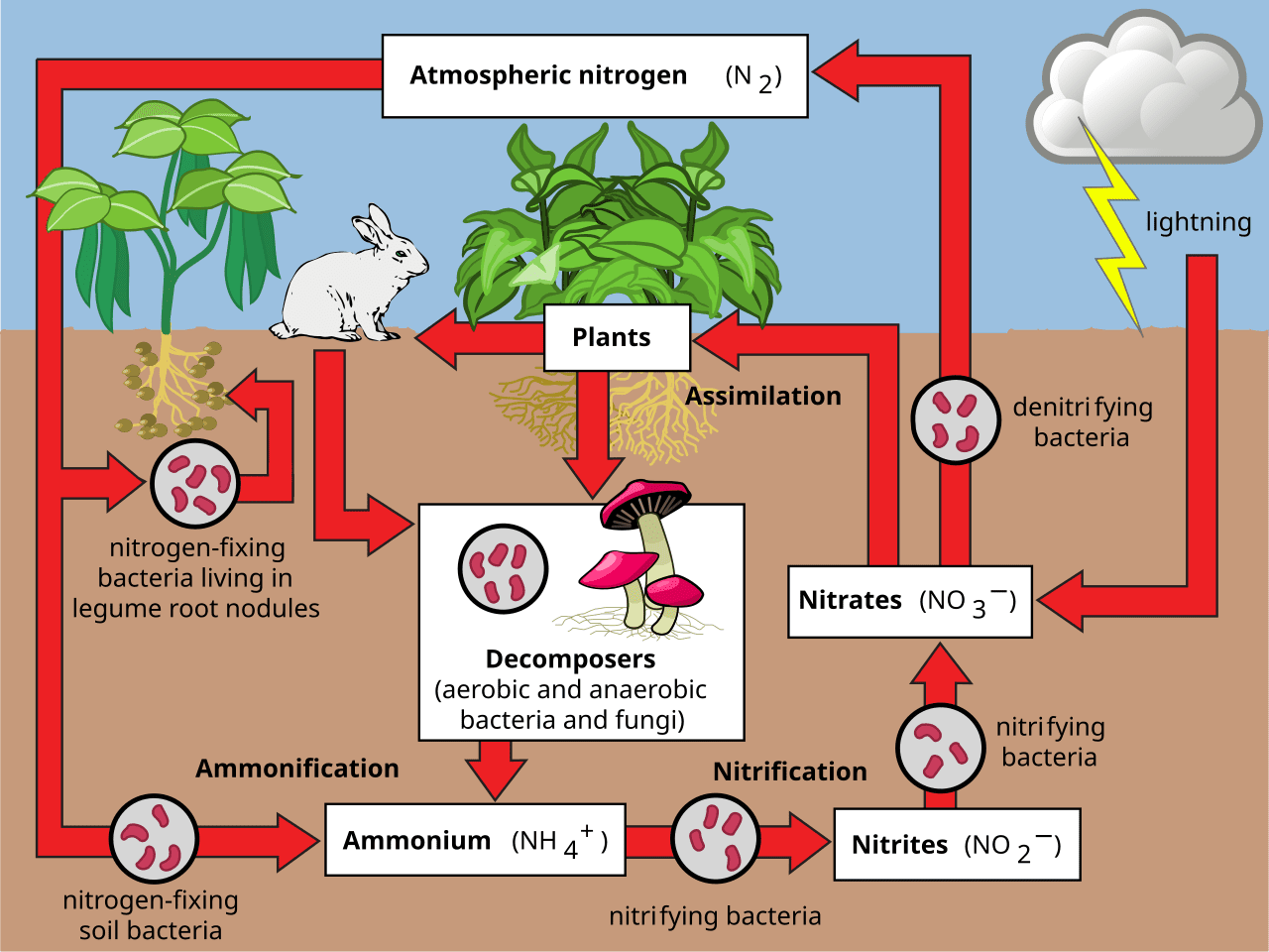 <ol><li><p><strong><u>Nitrogen fixation</u></strong></p></li></ol><ul><li><p>Nitrogen gas is converted into ammonia/ammonium ions, which plants can use</p></li><li><p>Carried out by: nitrogen-fixing bacteria, lightning &amp; Haber process</p></li></ul><ol start="2"><li><p><strong><u>Ammonification</u></strong></p></li></ol><ul><li><p>Organic nitrogen from dead organisms/waste material is converted into ammonium ions</p></li><li><p>Carried out by: saprobionts</p></li></ul><ol start="3"><li><p><strong><u>Nitrification</u></strong></p></li></ol><ul><li><p>Ammonium ions are converted into nitrite, then nitrate ions, which plants absorb (requires aerobic conditions)</p></li><li><p>Carried out by: nitrifying bacteria</p></li></ul><ol start="4"><li><p><strong><u>Assimilation</u></strong></p></li></ol><ul><li><p>Plants absorb nitrates from soil via roots</p></li><li><p>Animals obtain nitrogen by eating plants/other animals</p></li></ul><ol start="5"><li><p><strong><u>Denitrification</u></strong></p></li></ol><ul><li><p>Nitrates are converted back into nitrogen gas into atmosphere (requires anaerobic conditions)</p></li><li><p>Carried out by: denitrifying bacteria</p></li></ul><p></p>