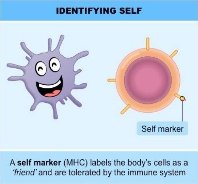 <p>cells that belong to our body</p>