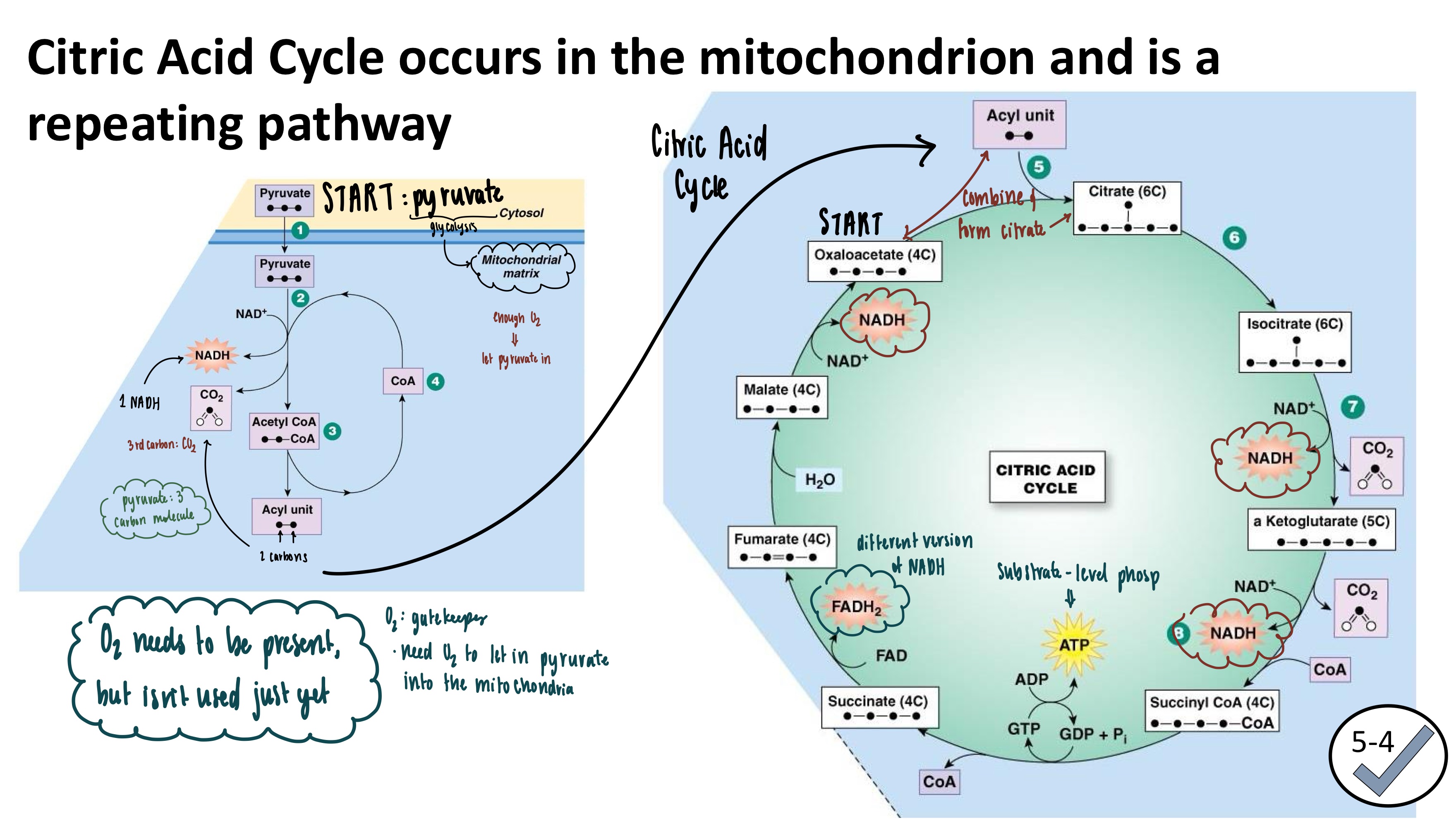 <ul><li><p><strong>Citric Acid Cycle</strong>: a repeating pathway to produce as much NADH &amp; FADH<sub>2</sub> as possible</p></li><li><p>occurs in the <strong>mitochondrion</strong></p></li><li><p>O<sub>2</sub> needs to be present for pyruvate to ENTER the mitochondria &amp; for the citric acid cycle to run</p></li><li><p>O<sub>2</sub> is NOT chemically needed, just physically (needs to be present)</p></li></ul><p></p>