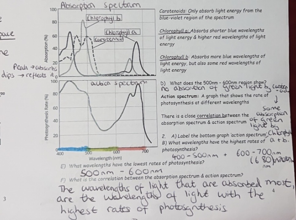 <p>Different pigments absorb photons at different wavelengths of light</p><p>- Chlorophylls absorb light energy from red & blue-violet regions of the spectrum e.g. chlorophyll a & chlorophyll b</p><p>- Carotenoids absorb light energy from the blue-violet region of the spectrum</p><p>e.g. beta-carotene & xanthophylls & act as accessory pigments</p><p>The presence of several pigments allows the plant to absorb a wider range of wavelengths of light than a single pigment</p><p><strong>Absorption spectrum: </strong>a graph that shows how much light energy is absorbed at different wavelengths by particular pigments</p>