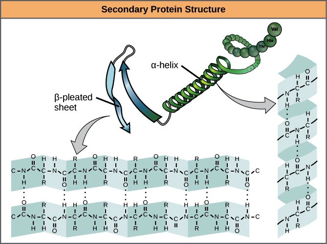 <p>Coils and folds due to hydrogen bonding within the polypeptide backbone</p><ul><li><p>β pleated sheets - hydrogen bonds between chains lying side to side</p></li><li><p>α helix - hydrogen bonding between every 4th AA</p></li></ul>