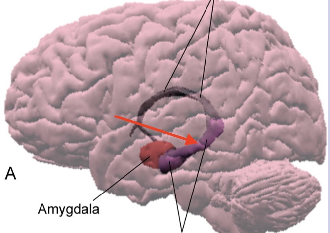 <p>forms floor of interior horn of lateral ventricle and folds into medial surface of temporal lobe; lays down and consolidates new memories</p>